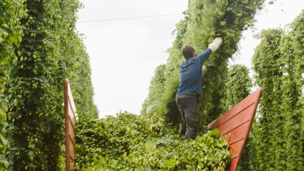 Cosecha de lúpulo.