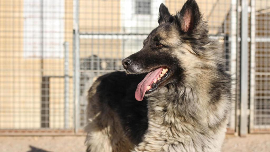 Un perro de ANAA en las instalaciones de la asociación donde se grabó el programa 'Dog House'.