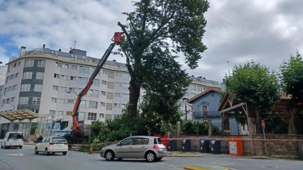 Talan un árbol de Culleredo (A Coruña) por su alto riesgo de caída