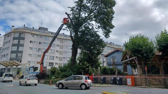 Talan un árbol de Culleredo (A Coruña) por su alto riesgo de caída