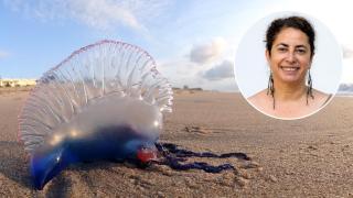 Laura Prieto, investigadora de ICMAN-CSIC - Carabela portuguesa en Palma (Volkan Yuksel - Commons)