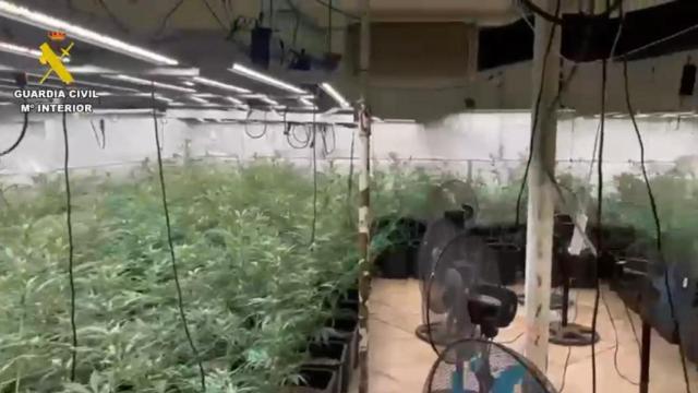 Plantación de marihuana desmantelada en Novés.