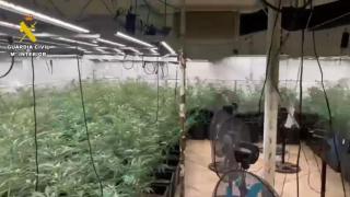 Plantación de marihuana desmantelada en Novés.