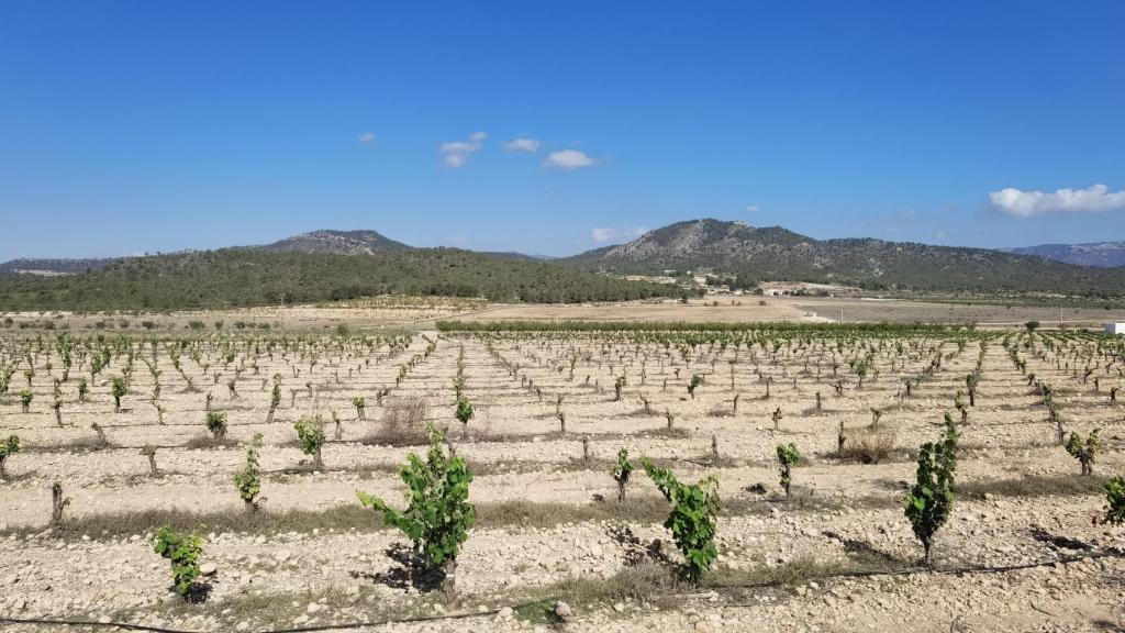 Un campo de viñedos en el interior de la provincia de Alicante.