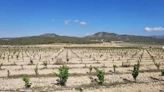 Un campo de viñedos en el interior de la provincia de Alicante.