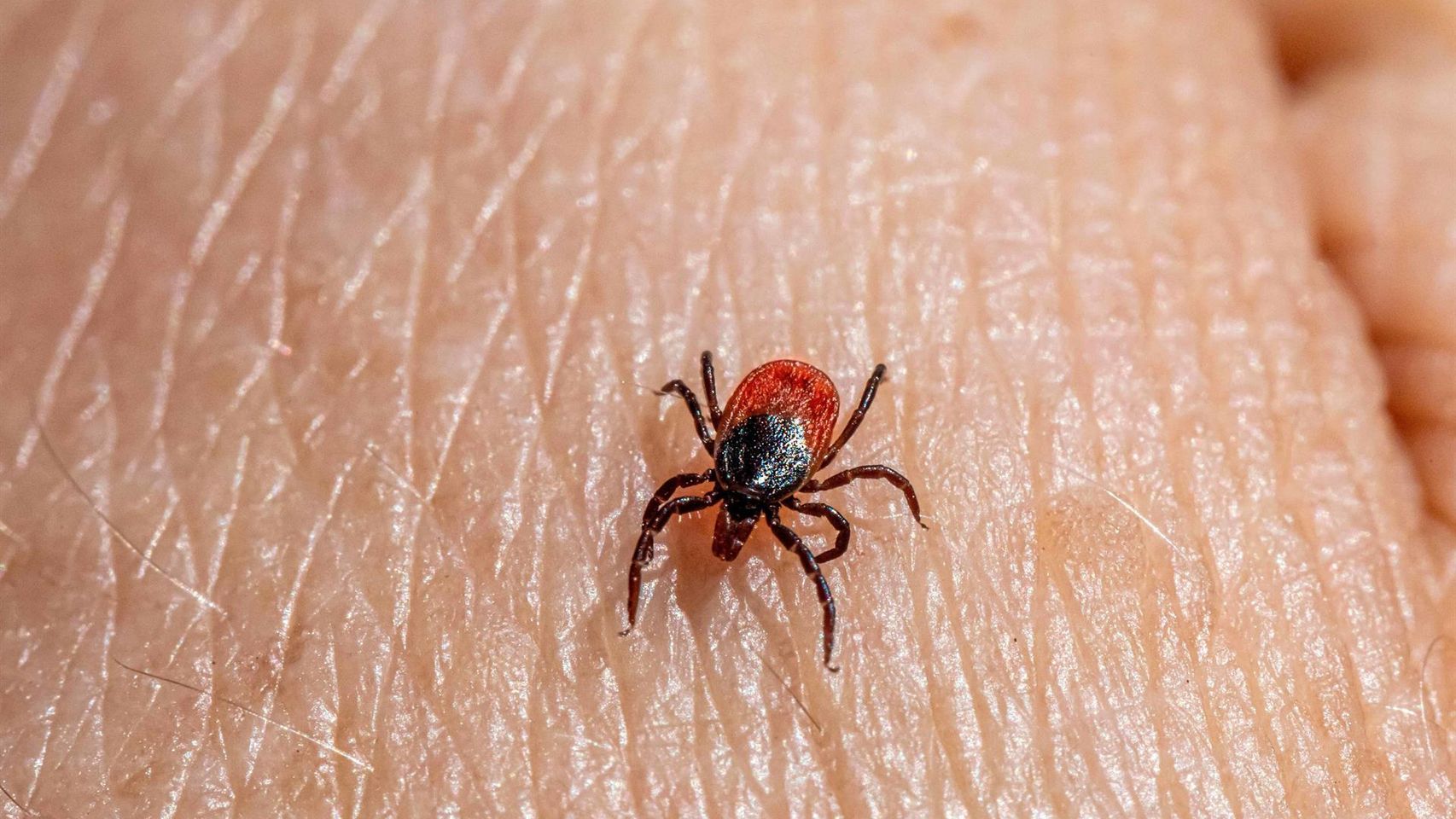 Imagen de una garrapata.