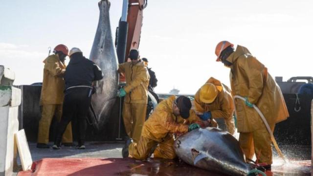 Unos pescadores con un par de ejemplares de atún rojo.