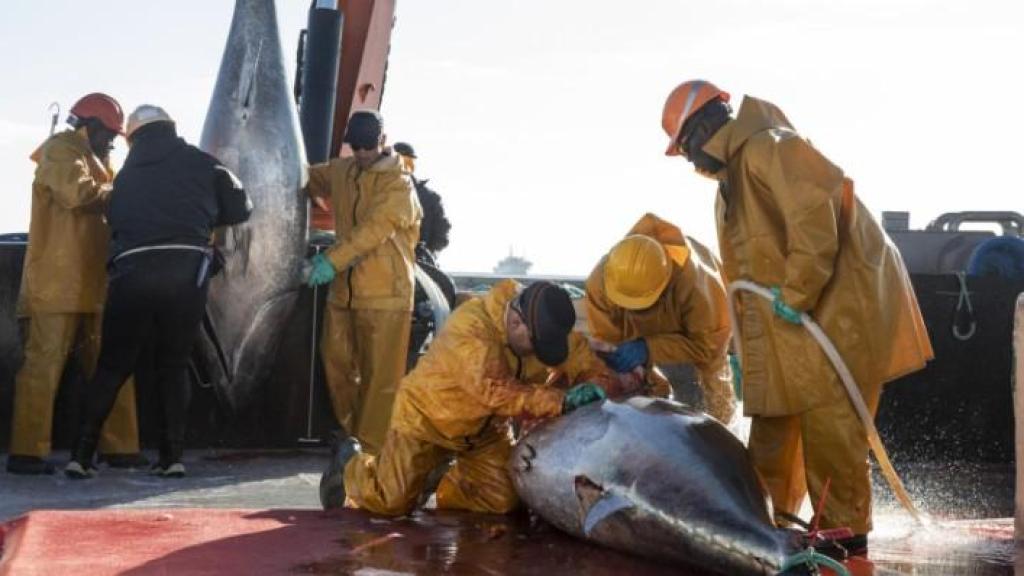 Unos pescadores con un par de ejemplares de atún rojo.
