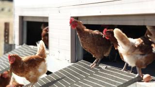 Varias gallinas ponedoras.