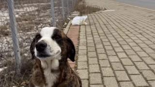 Rescata a una perrita embarazada: una historia de esperanza y segundas oportunidades