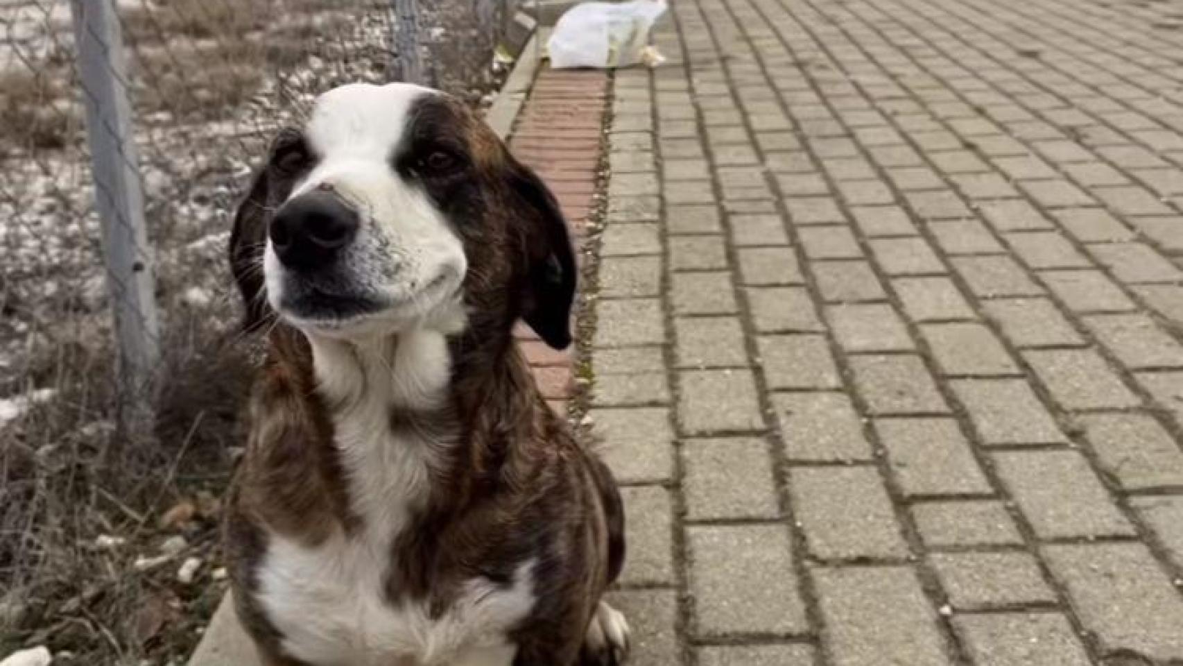 La perrita embarazada encontrada en la calle.