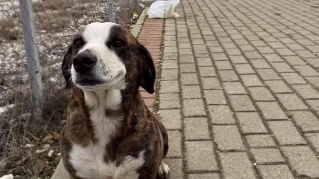 La perrita embarazada encontrada en la calle.