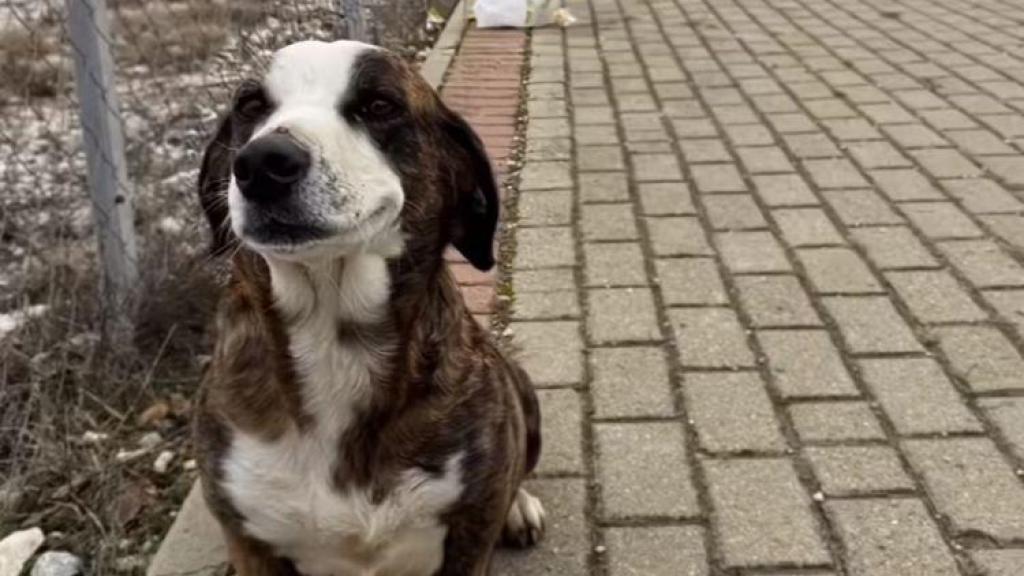 La perrita embarazada encontrada en la calle.