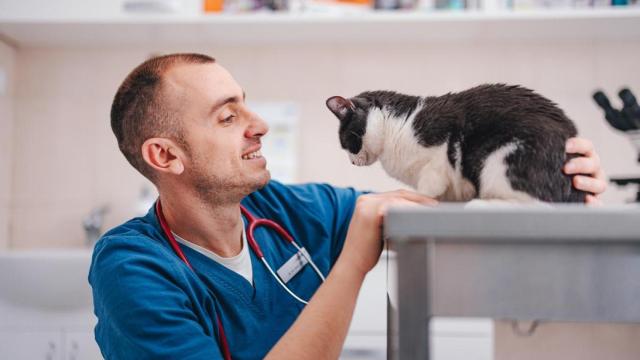 Un veterinario educando a un gato.