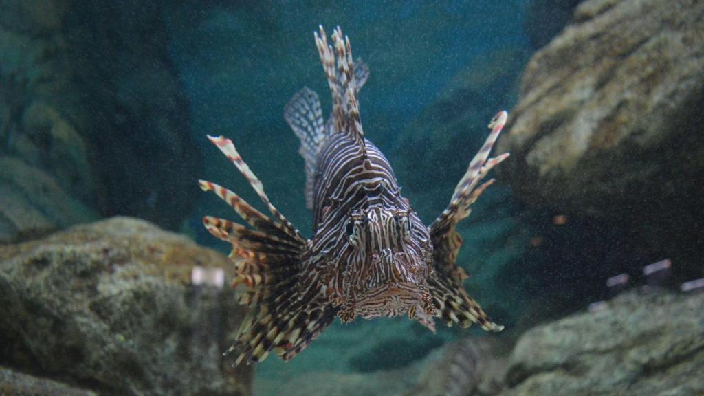 Ejemplar de pez león (Pterois miles), especie originaria del océano Índico que está colonizando el Mediterráneo oriental.