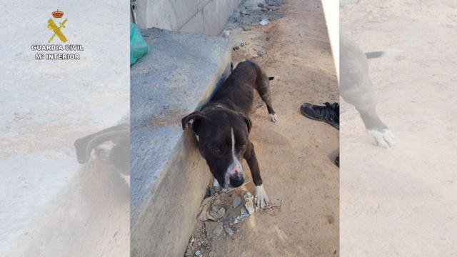 Una foto de Ares, el perro abandonado en Valdepeñas.