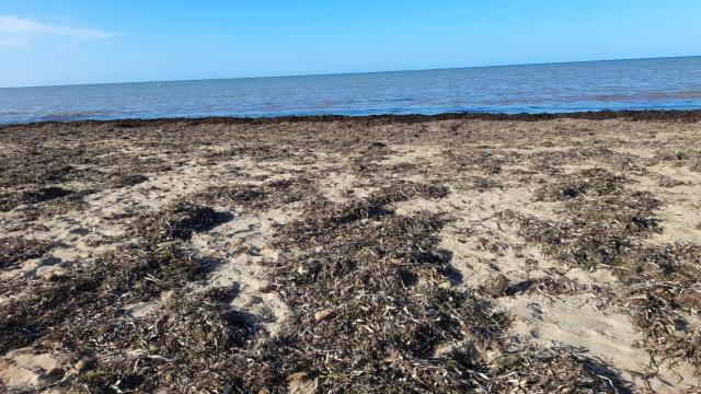 La posidonia en una de las playas de Dénia.