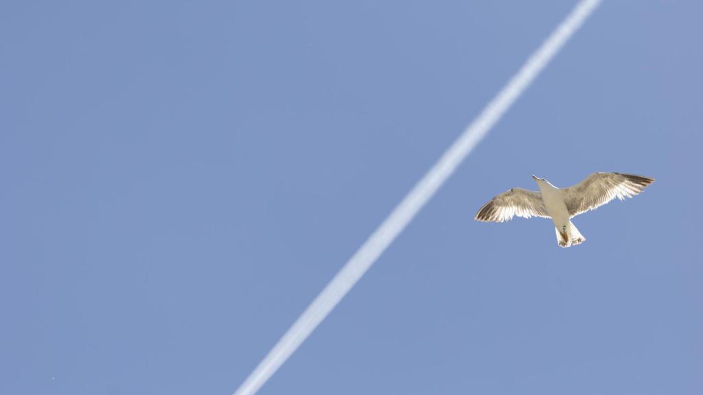 Foto hecha en ráfaga literalmente sin apuntar.