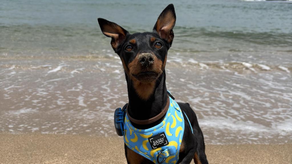 Arnold, el perro de Yaiza Herrero en la playa.