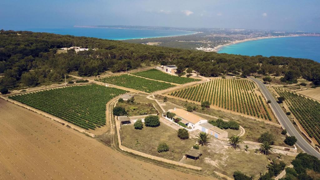 Terramoll bodega y viñedo