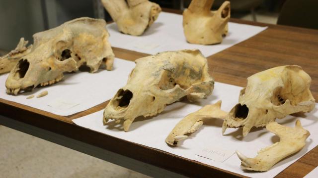 Algunos de los fósiles descubiertos en la excavación