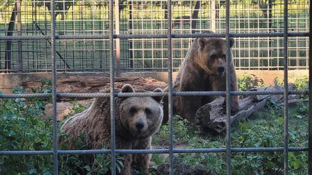 Los osos Luna y Ponderoso en el Coto Escolar de León