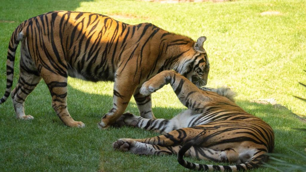 El tigre Sumatra en BIOPARC Fuengirola.