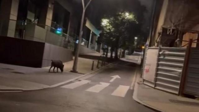 Un jabalí se deja ver de madrugada por los alrededores de la Casa del Agua en A Coruña