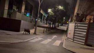 Un jabalí se deja ver de madrugada por los alrededores de la Casa del Agua en A Coruña