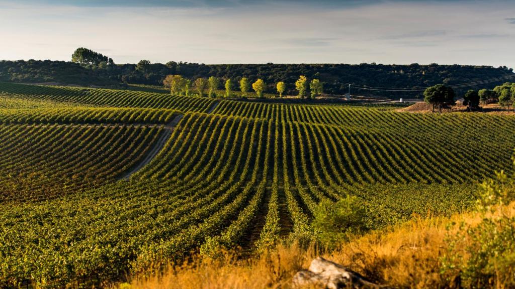 Viñedo de Codorníu