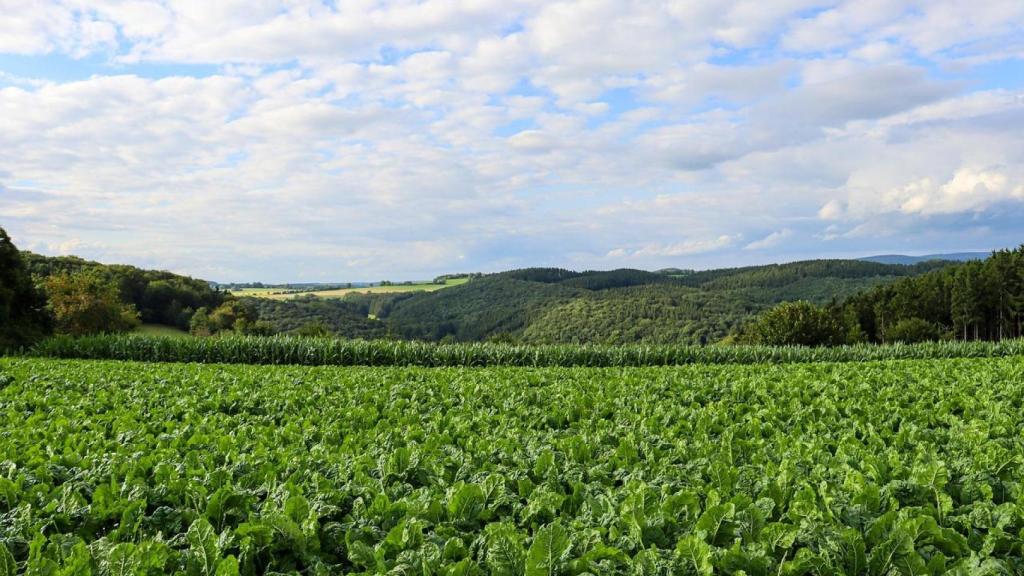 Las plantas se convierten en aliado para la obtención de energía limpia y sostenible.