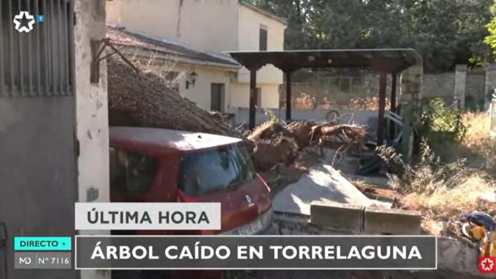 El árbol no ha soportado el peso.