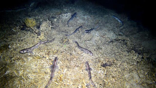 Grupo de pintarrojas sobre fondos de un monte submarino de Alborán.