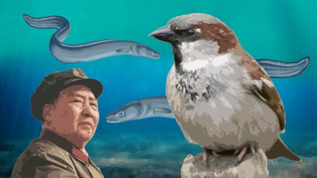 Diseño: F. D. Quijano