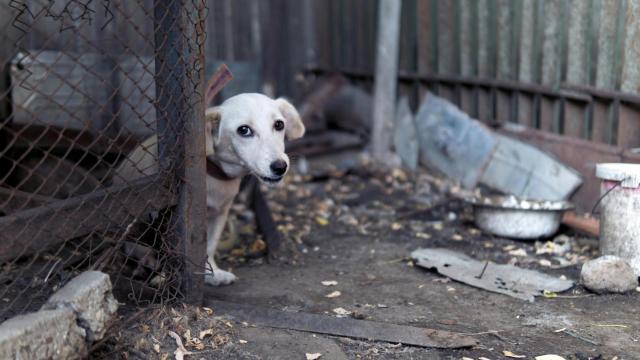 Imagen de un perro que vive en la calle.