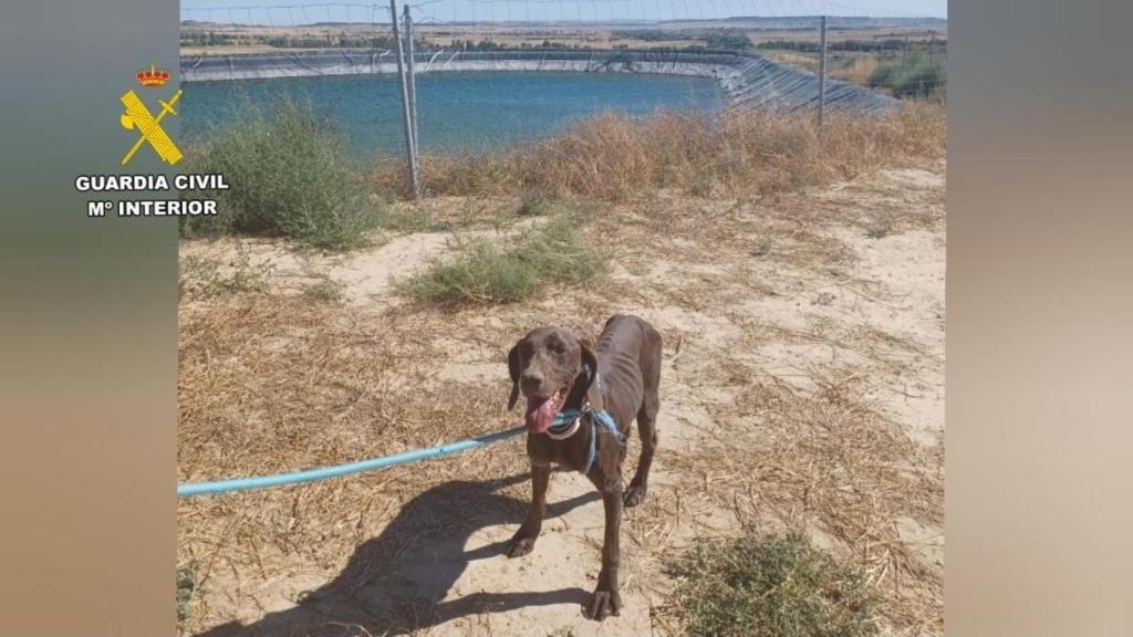 Un perro de raza Braco Alemán rescatado.
