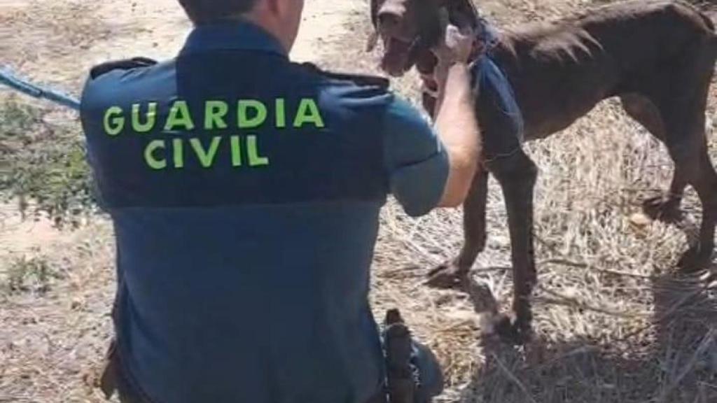 La Guardia Civil rescata a un perro de ahogarse.