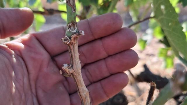 UPA CYL reclama a la Junta que adopte como medida excepcional, por la elevada presencia de topillos