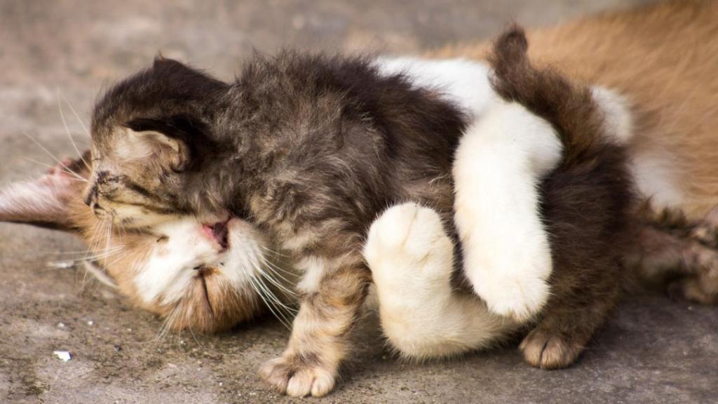 Dos gatos abrazados.