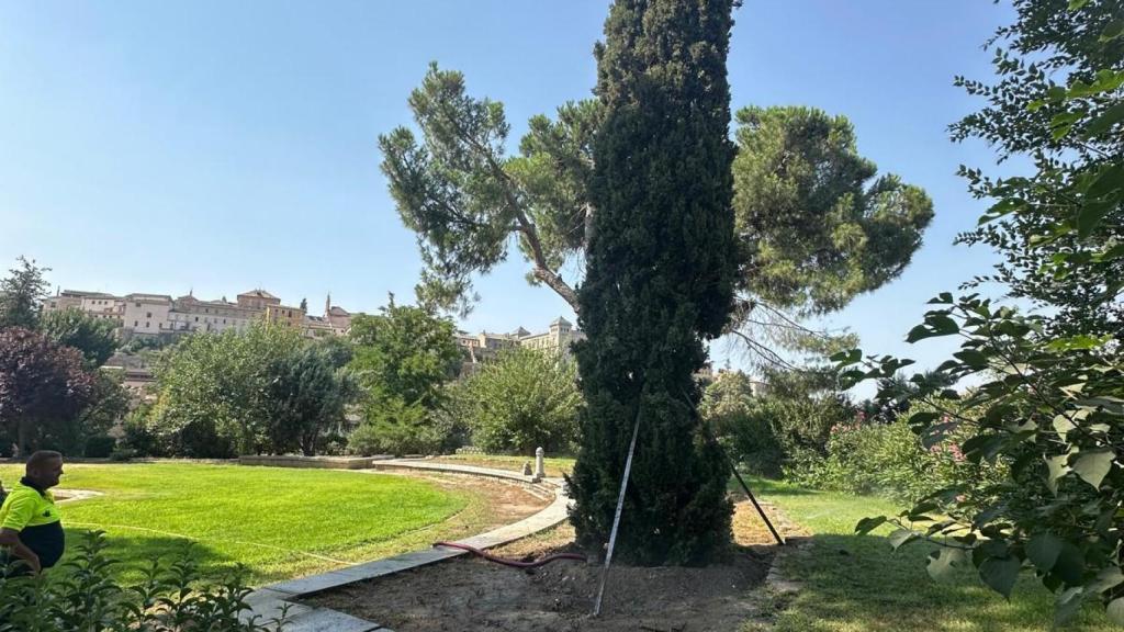 Ciprés trasplantado en el parque de La Vega