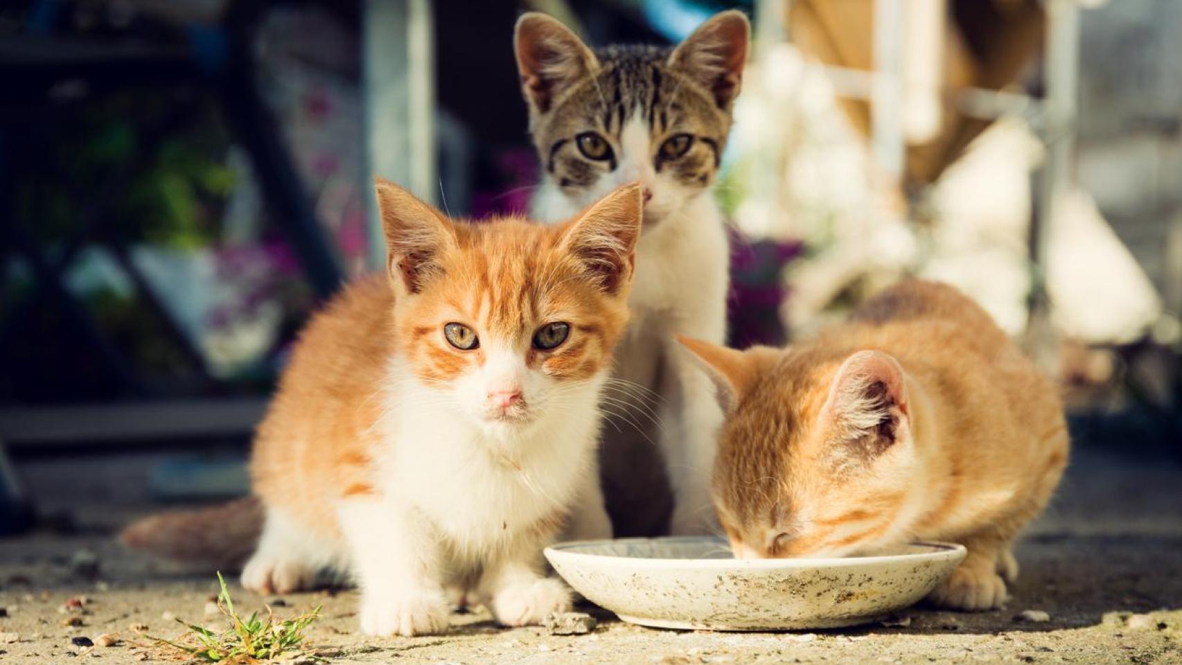 Imagen de dos gatos comiendo en medio de la calle.
