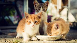 Gatos abandonados en medio de la calle.