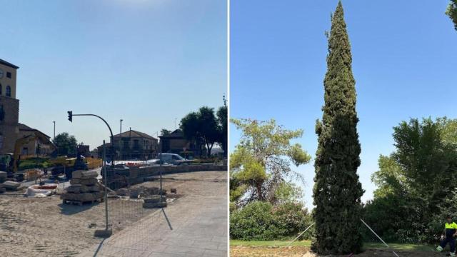 El PSOE denuncia la tala de un ciprés histórico en Toledo y acusa al Gobierno local de arboricidio verde