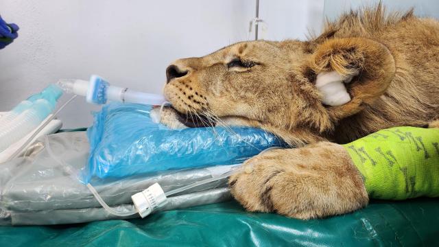 Simba y Scar, los leones que volvieron a caminar gracias a un tratamiento pionero desarrollado en León