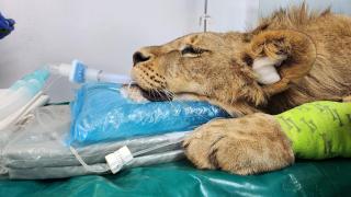 Simba y Scar, los leones que volvieron a caminar gracias a un tratamiento pionero desarrollado en León