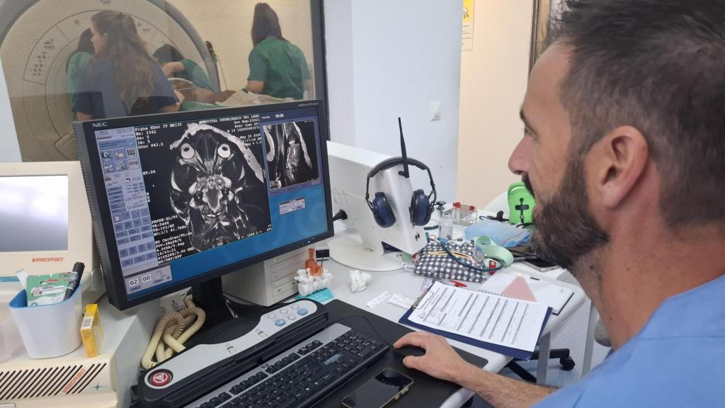 Profesionales del Hospital Veterinario de la ULE trabajando con los leones del Cabárceno