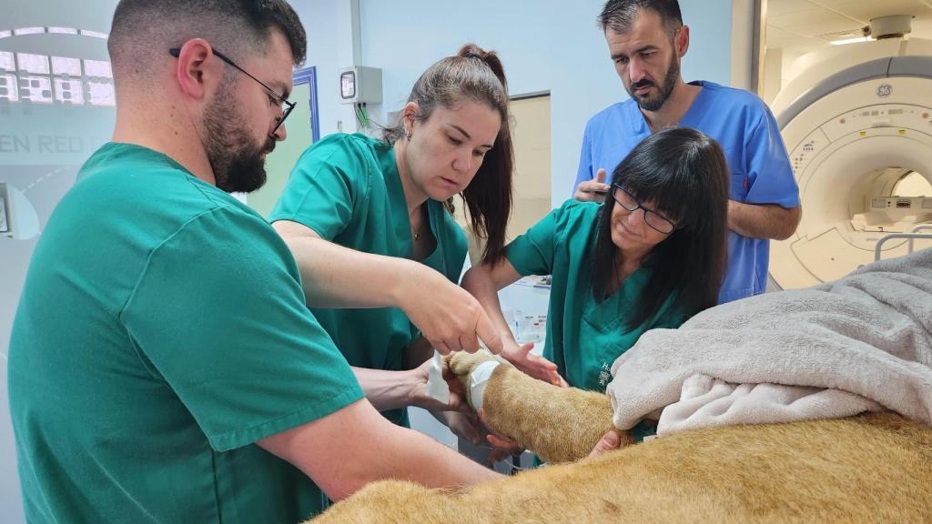 El equipo de profesionales de la ULE, atendiendo a uno de los leones