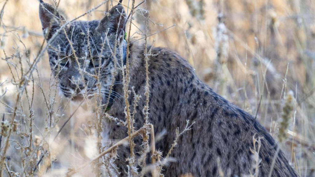 Uraclio, el lince alcarreño que lleva dos semanas moviéndose por la región.