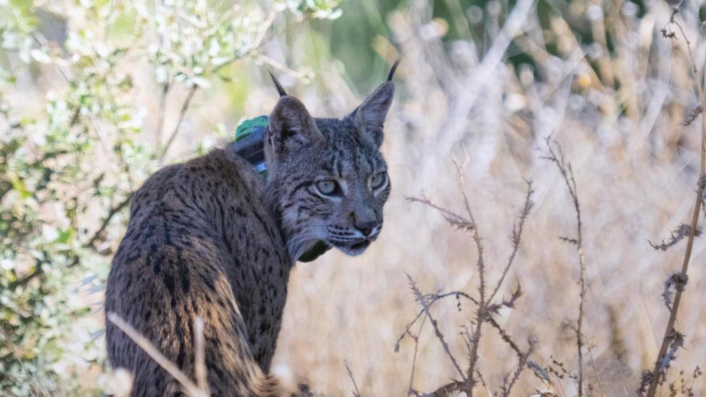 Ucralio, el lince alcarreño que lleva dos semanas por la zona de Los Santos de la Humosa.