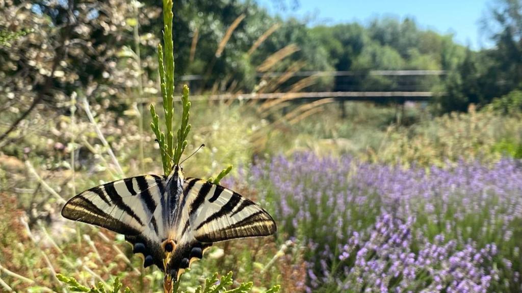 La iphiclides feisthamellii se encuentra principalmente en España, Portugal, el sur de Francia, Marruecos, Argelia y Túnez.